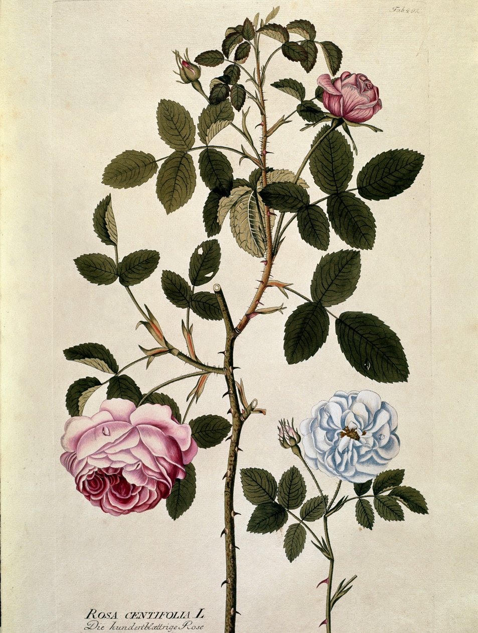 ボタニカル。葉が百枚のバラ（Rosa centifolia） Joseph Jacobi Plenck (1735-1807) 1788-1803 による「Medicinalium secundum Linnaei digestarum」から描かれたプレート。 作： オーストリア学派