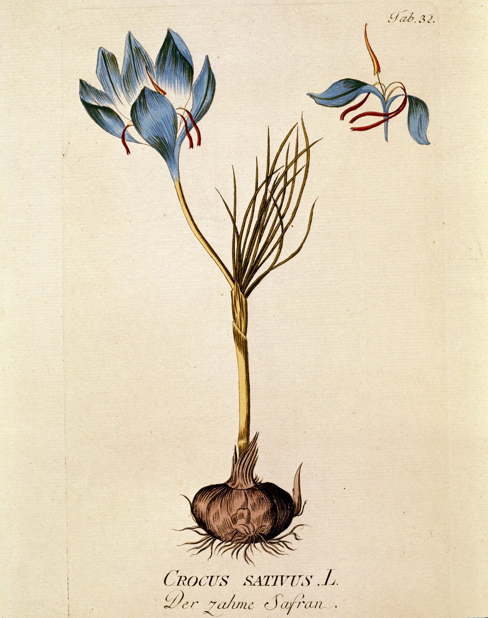 植物学："サフラン" (Crocus sativum) ジョゼフ・ヤコビ・プリンク（1735-1807）著 "Medicinalium secundum Linnaei digestarum" より抜粋 1788-1803 個人蔵 作： オーストリア学派