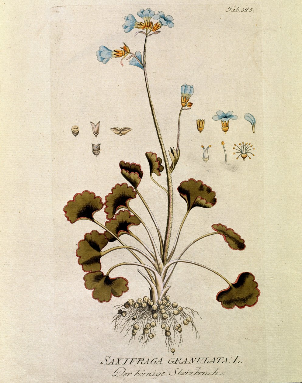 植物学：「ユキノシタ顆粒」（Saxifraga granulata） ジョセフ・ヤコビ・プリンク（Joseph Jacobi Plenck, 1735-1807） 1788-1803 個人蔵 "Medicinalium secundum Linnaei digestarum" より抜粋 作： オーストリア学派