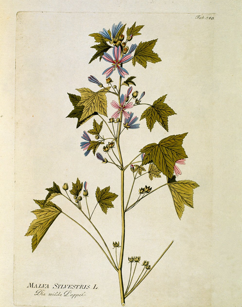 植物：大紫（Malva sylvestris） Joseph Jacobi Plenck (1735-1807) 1788-1803による「Medicinalium secundum Linnaei digestarum」から描かれたプレート 個人蔵 作： オーストリア学派