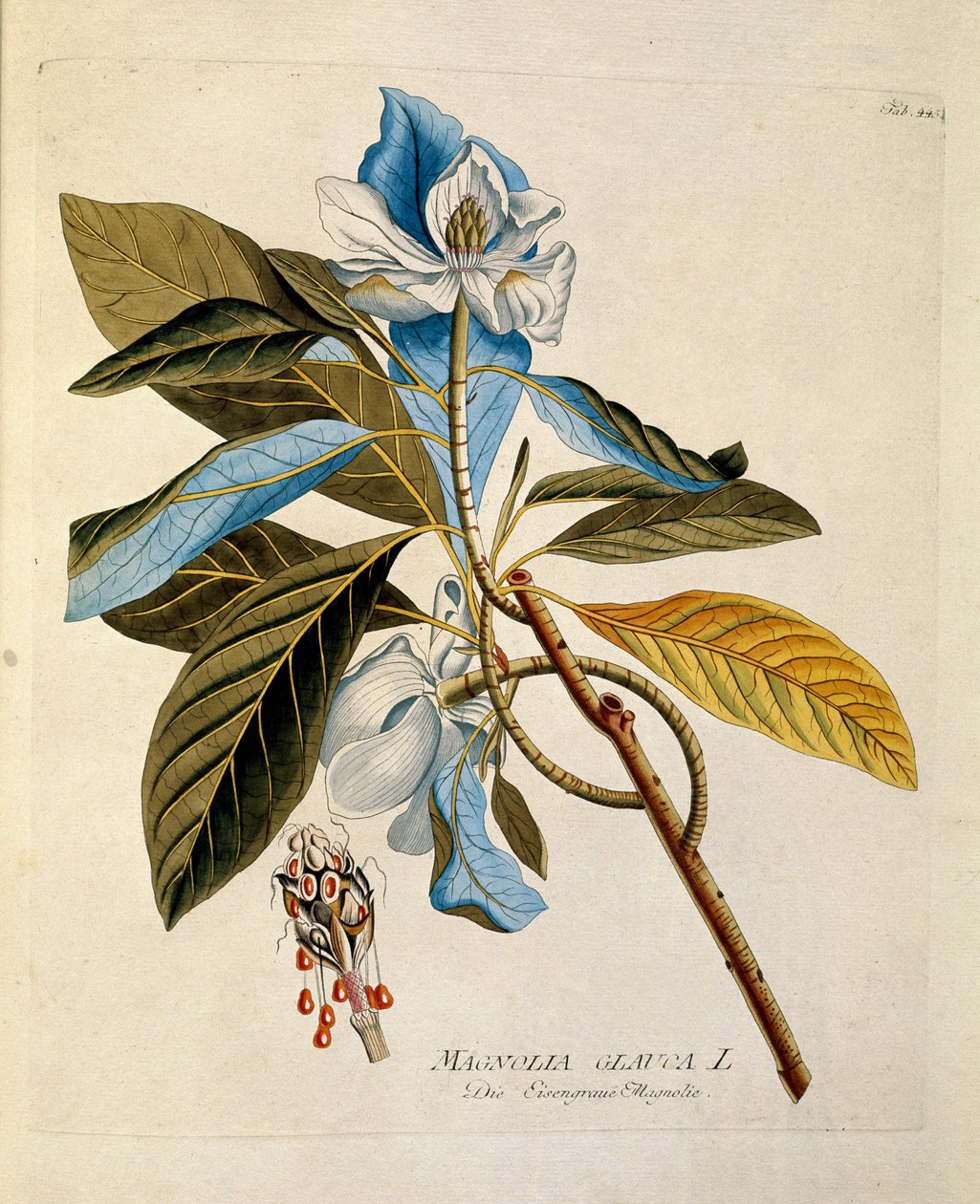 Botanical: "magnolia" Joseph Jacobi Plenck (1735-1807) による「Medicinalium secundum Linnaei digestarum」から描かれたプレート 1788-1803 個人蔵 作： オーストリア学派