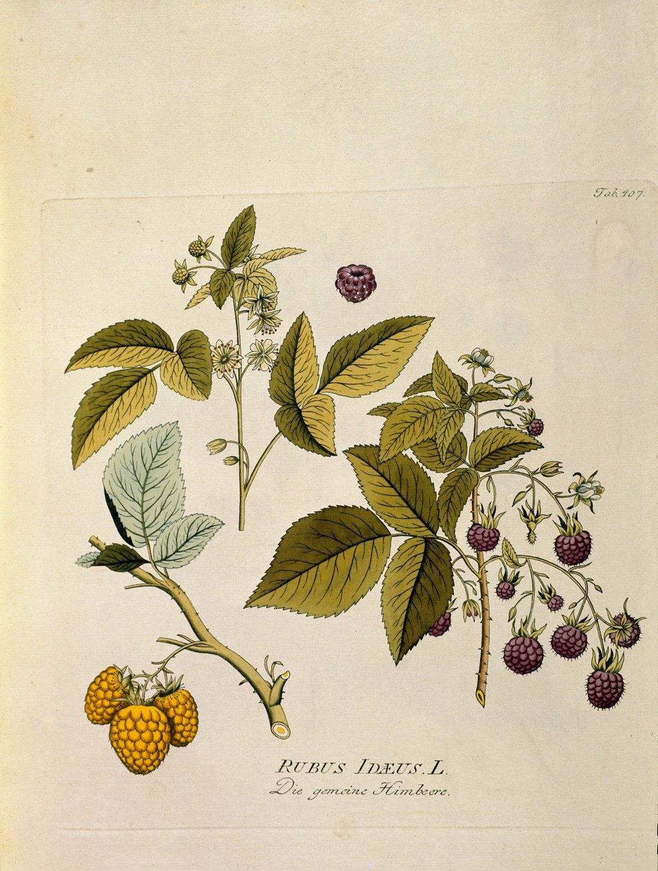 植物学：キイチゴ（Rubus idaeus） ヨーゼフ・ヤコビ・プリンク（Joseph Jacobi Plenck, 1735-1807） 1788-1803 個人蔵 "Medicinalium secundum Linnaei digestarum "より抜粋 作： オーストリア学派