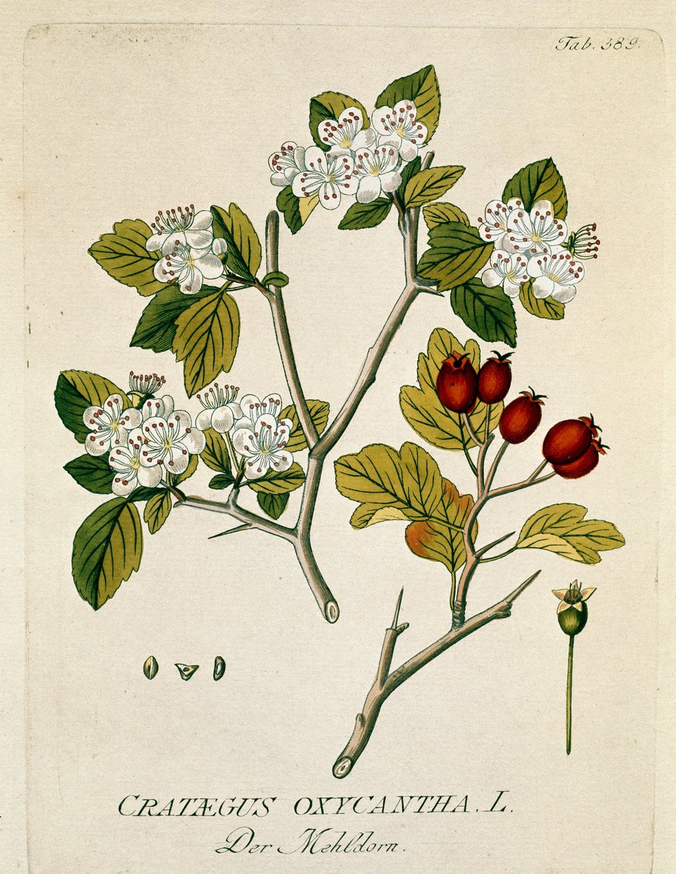植物：「spinous aubepine」（Crataegus oxycantha）プランクは、Joseph Jacobi Plenck（1735-1807）の「Medicinalium secundum Linnaei digestarum」から引いたもので、1788-1803 個人蔵。 作： オーストリア学派