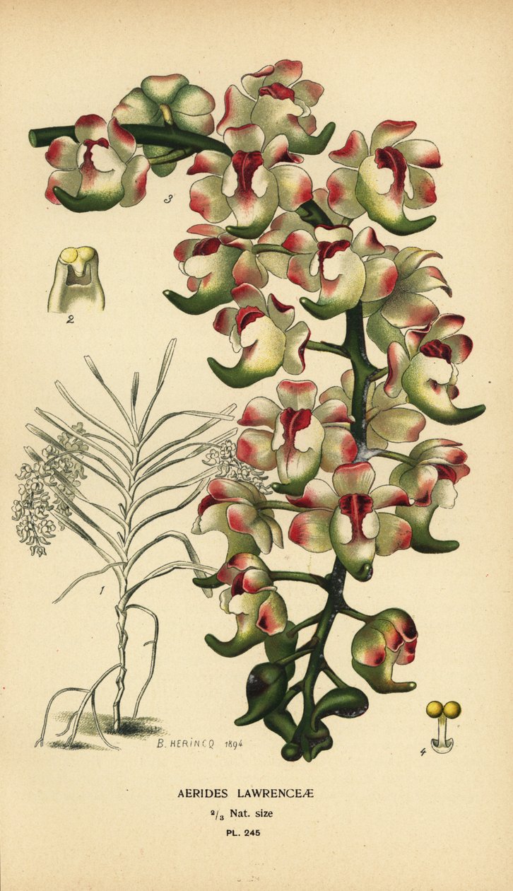 Aerides lawrenceae ラン。絶滅危惧種。Edward Step