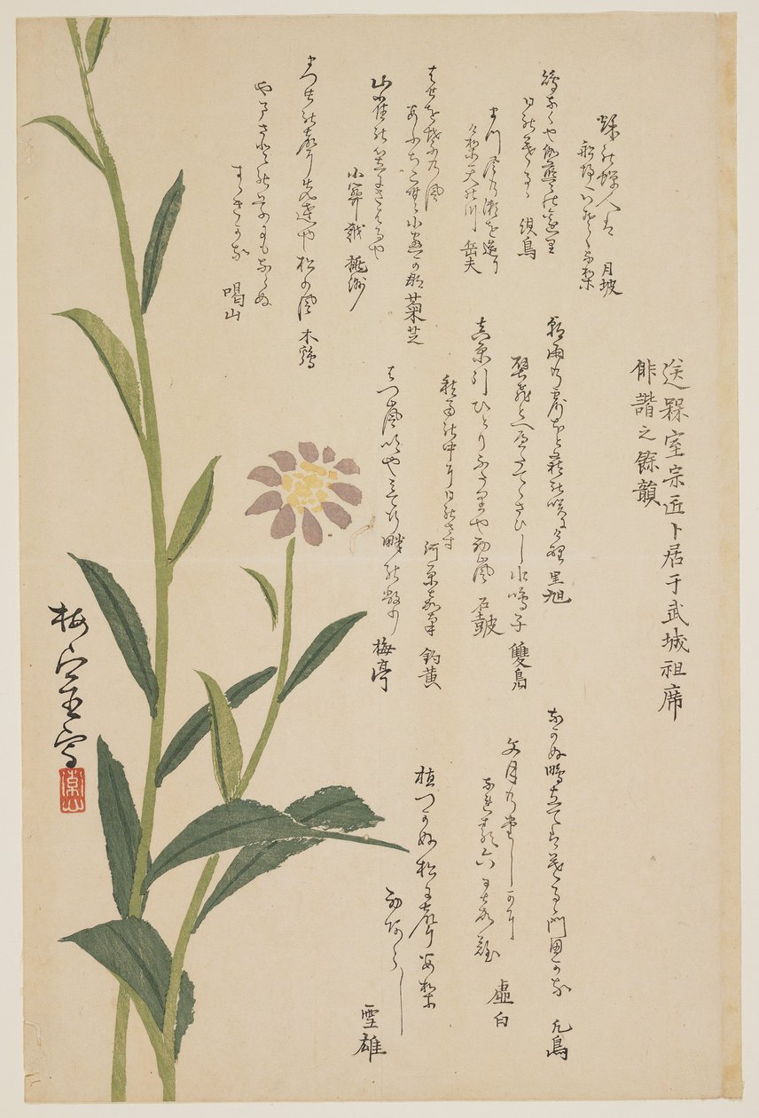 紫の花、c.1830-1844（カラー木版印刷） 作： 白石