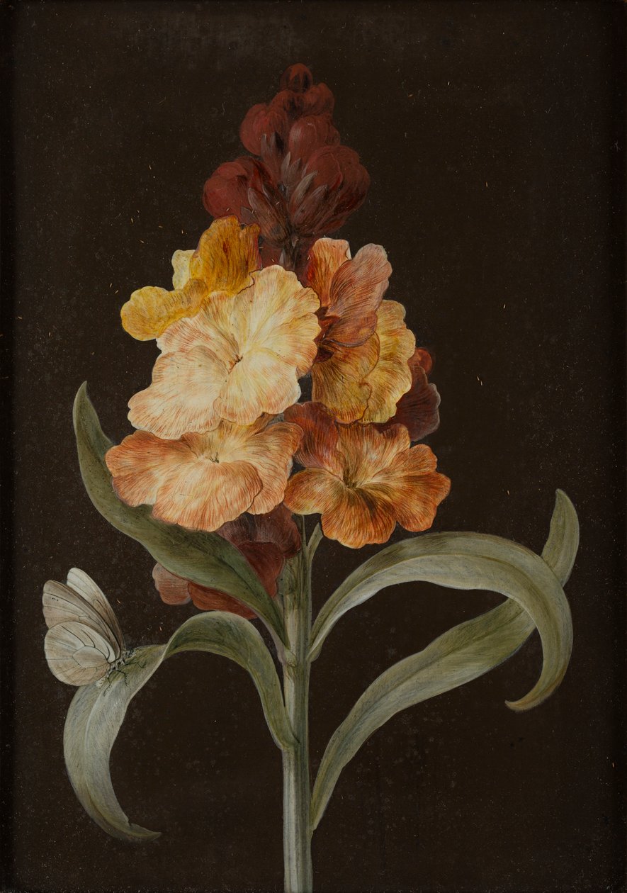 蝶のある静物画 4 点セット (パネルに敷かれた紙にガッシュ) 作： バーバラ・レジーナ・ディーチェ
