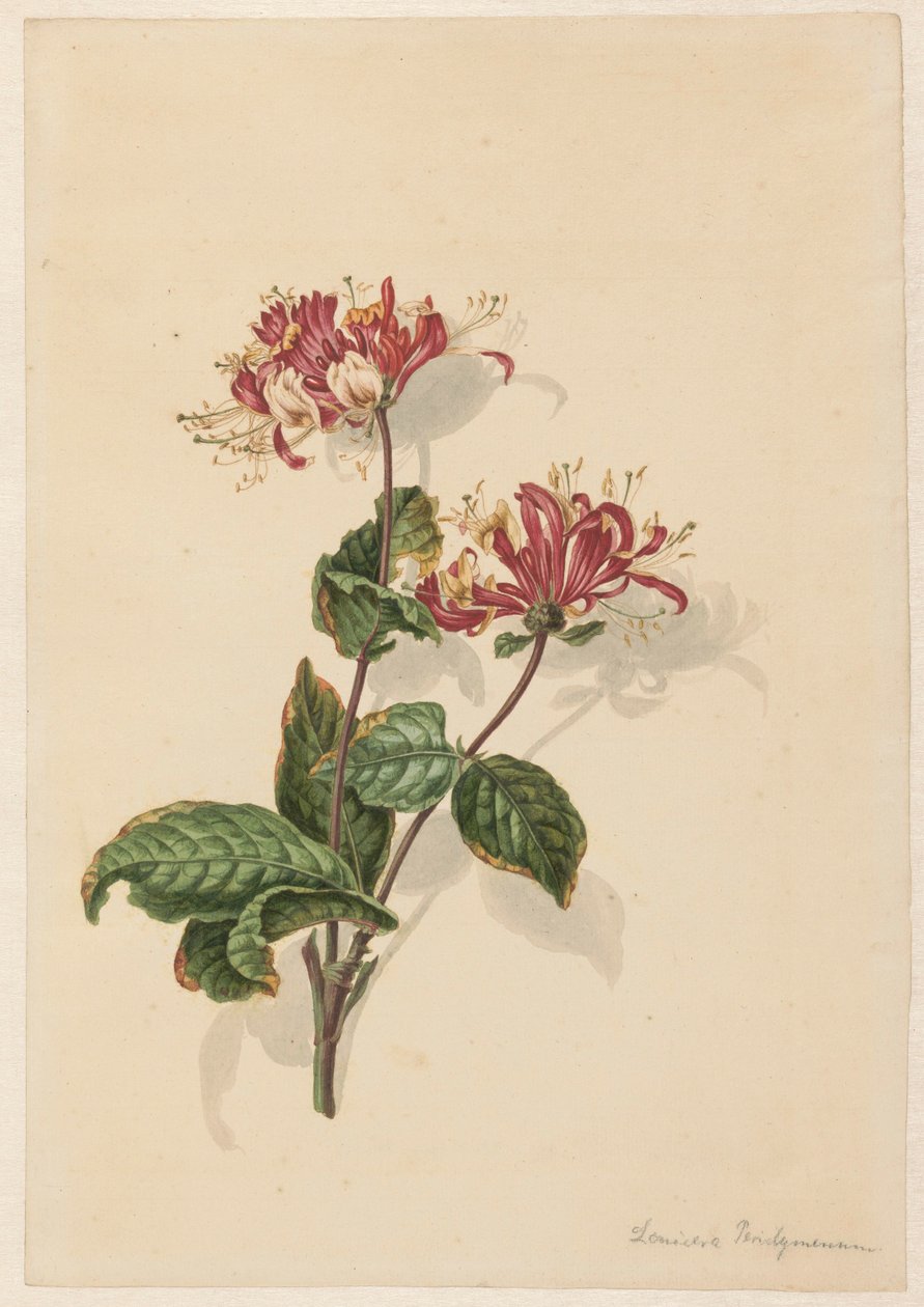 枝野生スイカズラ (Lonicera periclymenum) 作： バレンドヘンドリックティア