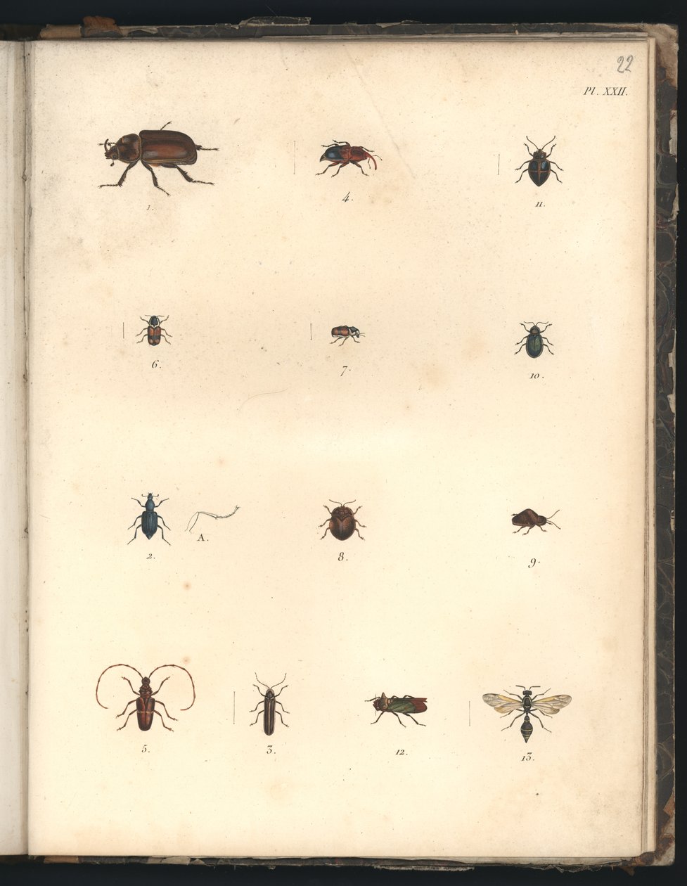 カブトムシとハチ、Pl。XXII、「動物学と解剖学の観察の比較の比較」のイラスト、大西洋、新しい大陸の内部、および南海のハング 作： フリードリヒ・アレクサンダー・フォン・フンボルト男爵