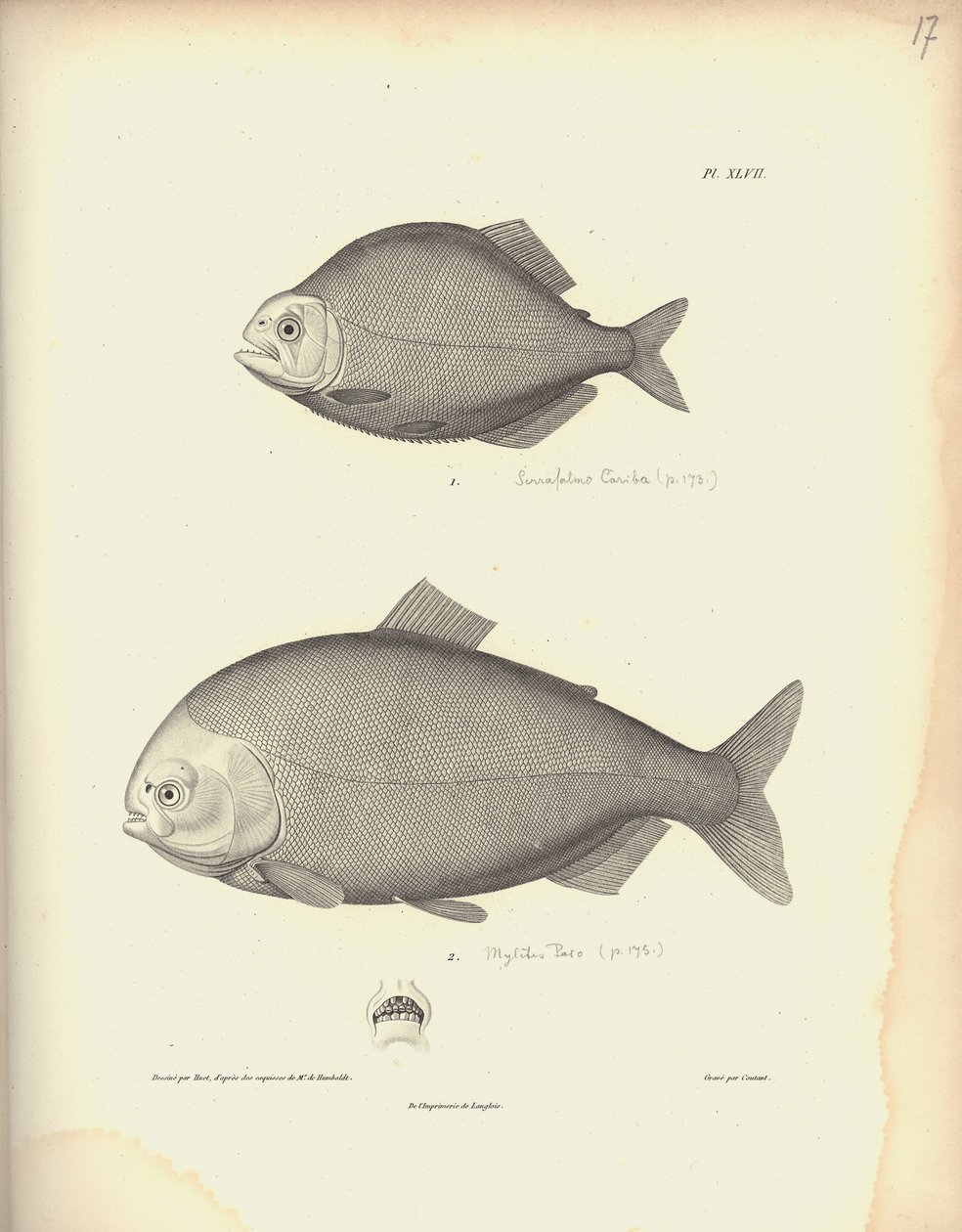 ニコラユエ（1770-1827）による彫刻の後にCoutantによって彫刻されたCharacidae、Pl。XLVII、Al。Vによる「動物学と比較解剖学の観察のコレクション、第2部」の図 作： フリードリヒ・アレクサンダー・フォン・フンボルト男爵