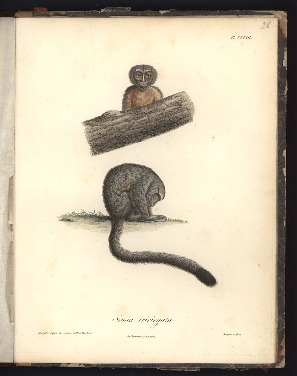 Simia trivirgata、Pl.XXVIII、ニコラユエ（1770-1827）による彫刻の後にルイブーケ（1765-1814）によって彫刻された鋼、「Recueil d&39;observation de zoologie et d&39;atatomy comparee、faiからのイラスト 作： フリードリヒ・アレクサンダー・フォン・フンボルト男爵