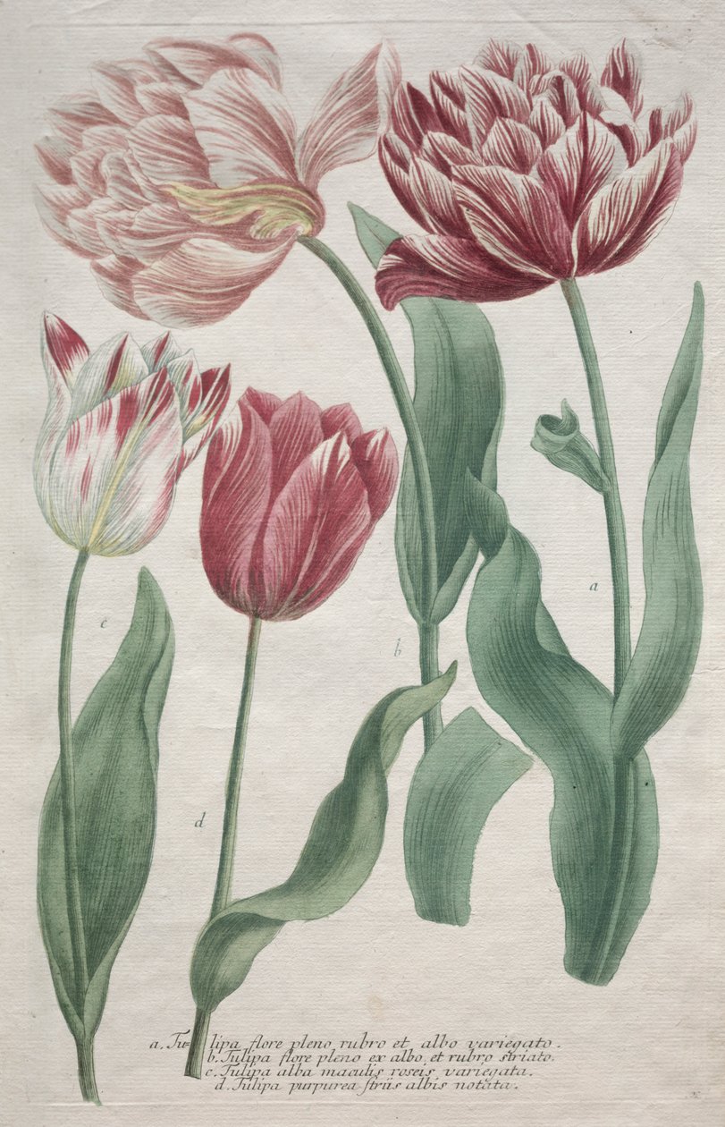Tulips   1292393   ja       japanese Successfully Translated  Original: Sports of a Country Fair, Part the Second, October 5, 1810., October 5, 1810. Translat: Sports of a Country Fair, Part the Second, October 5, 1810., October 5, 1810. 1152802 ja japanes 作： バルトロマウス・セッター
