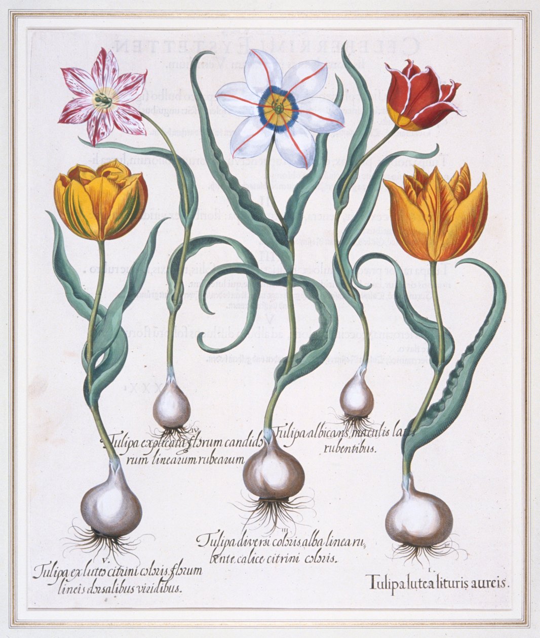 Tulipa Lutea Lituris Aureis、壊れた黄色のシルベストリス タイプのチューリップ、1613 年。 作： バシリウスベスラー