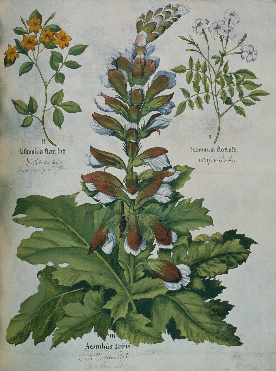 Besler の Hortus Eystettensis の葉 (カラー彫刻) 作： バジル・ベスラー