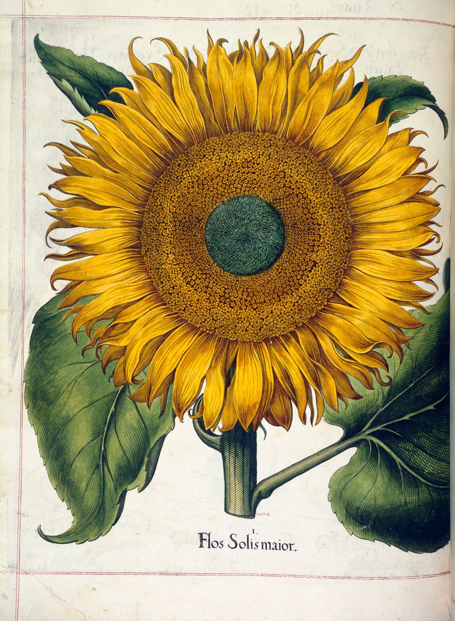 「Hortus Eystettensis」のヒマワリ (flos solis maior) 作： バジル・ベスラー