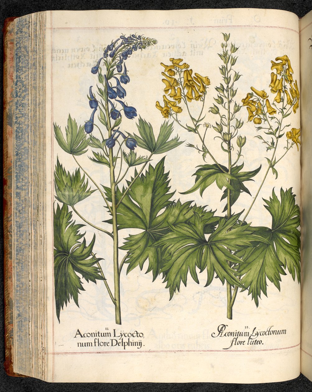 アコニタム lycoctonum (Wolfsbane)、Hortus Eystettensis、Basilius Besler から 作： バジル・ベスラー