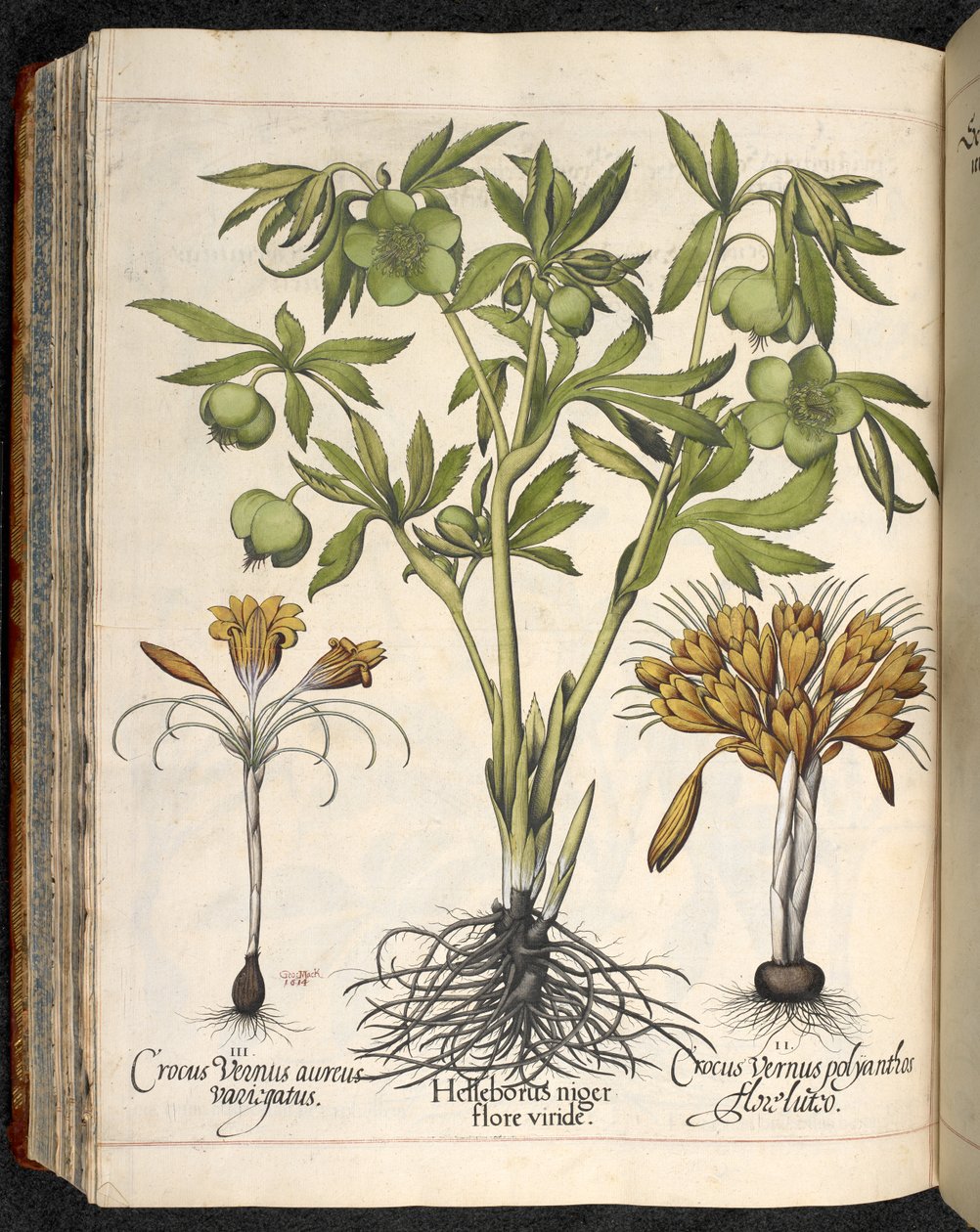 バシリウス ベスラー作、Hortus Eystettensis の Helleborus niger、Crocus vernus 作： バジル・ベスラー