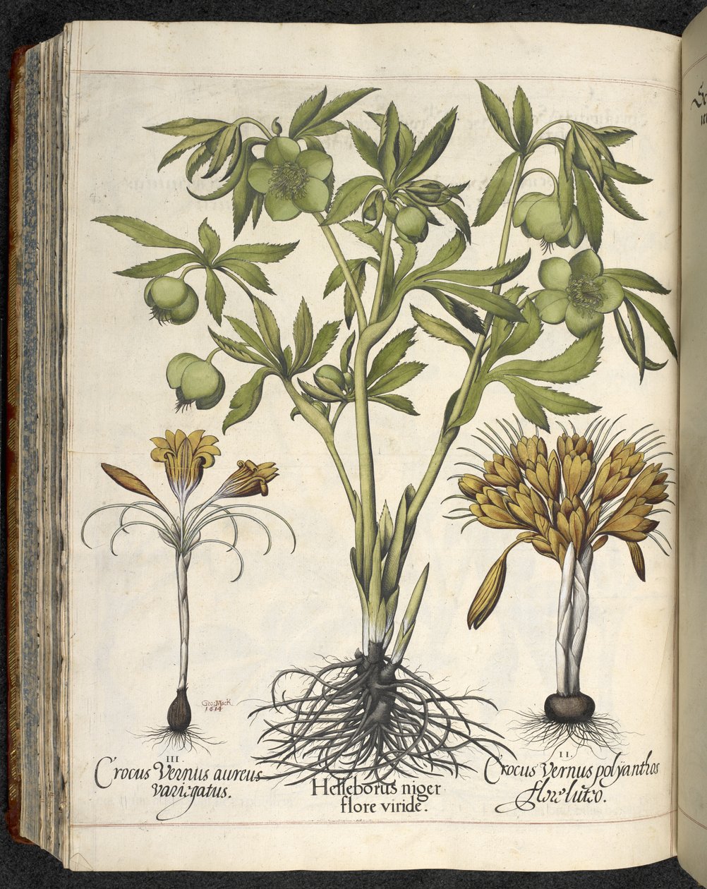 Helleborus niger、「Hortus Eystettensis、sive diligens et accurata omn」のイラスト、1613年頃（色付きの彫刻） 作： バジル・ベスラー