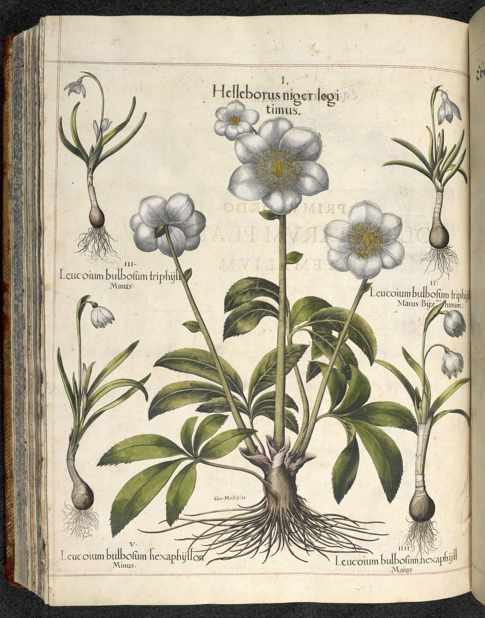 Helleborus niger、「Hortus Eystettensis、sive diligens et accurata omn」のイラスト、1613年頃（色付きの彫刻） 作： バジル・ベスラー