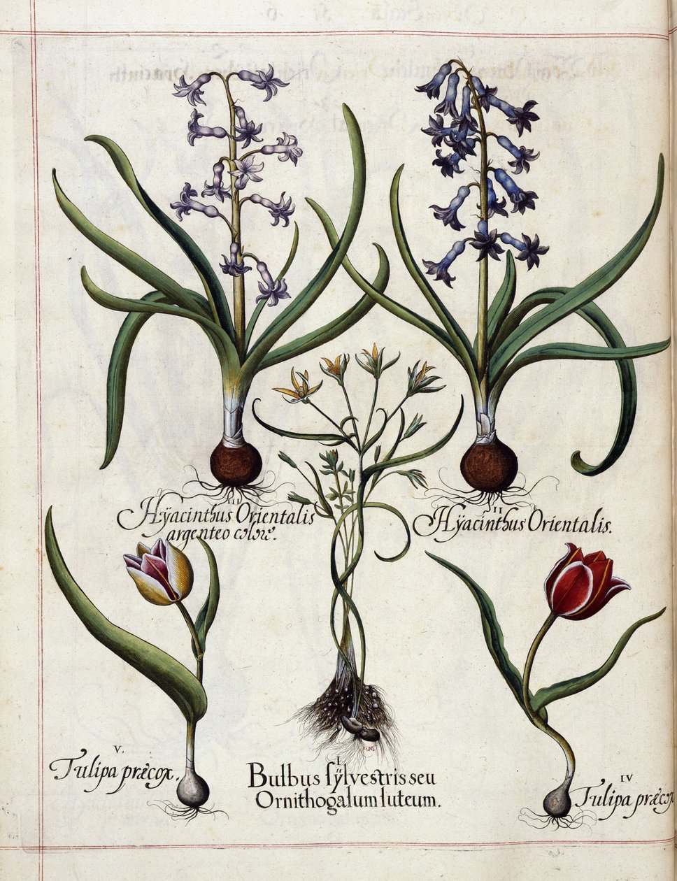 「Hortus Eystettensis」よりヒヤシンスとチューリップ 作： バジル・ベスラー