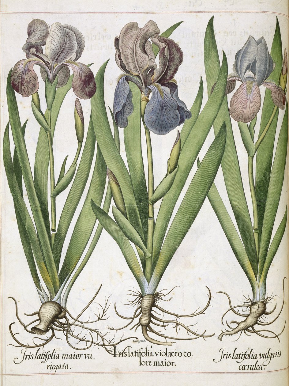 アイリス、「Hortus Eystettensis」より 作： バジル・ベスラー