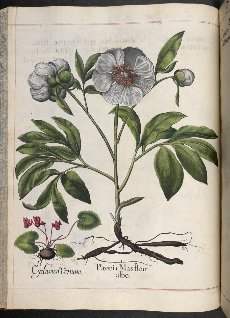 プレート 106: Basilius Besler 作、Hortus Eystettensis の Cyclamen Vernum、Paonia Mas flore albo 作： バジル・ベスラー