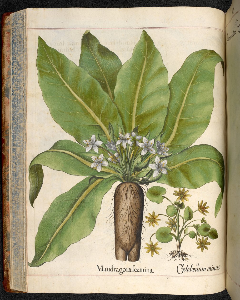 プレート 29: Mandragora femina (Mandrake)、Hortus Eystettensis より、Basilius Besler 画 作： バジル・ベスラー
