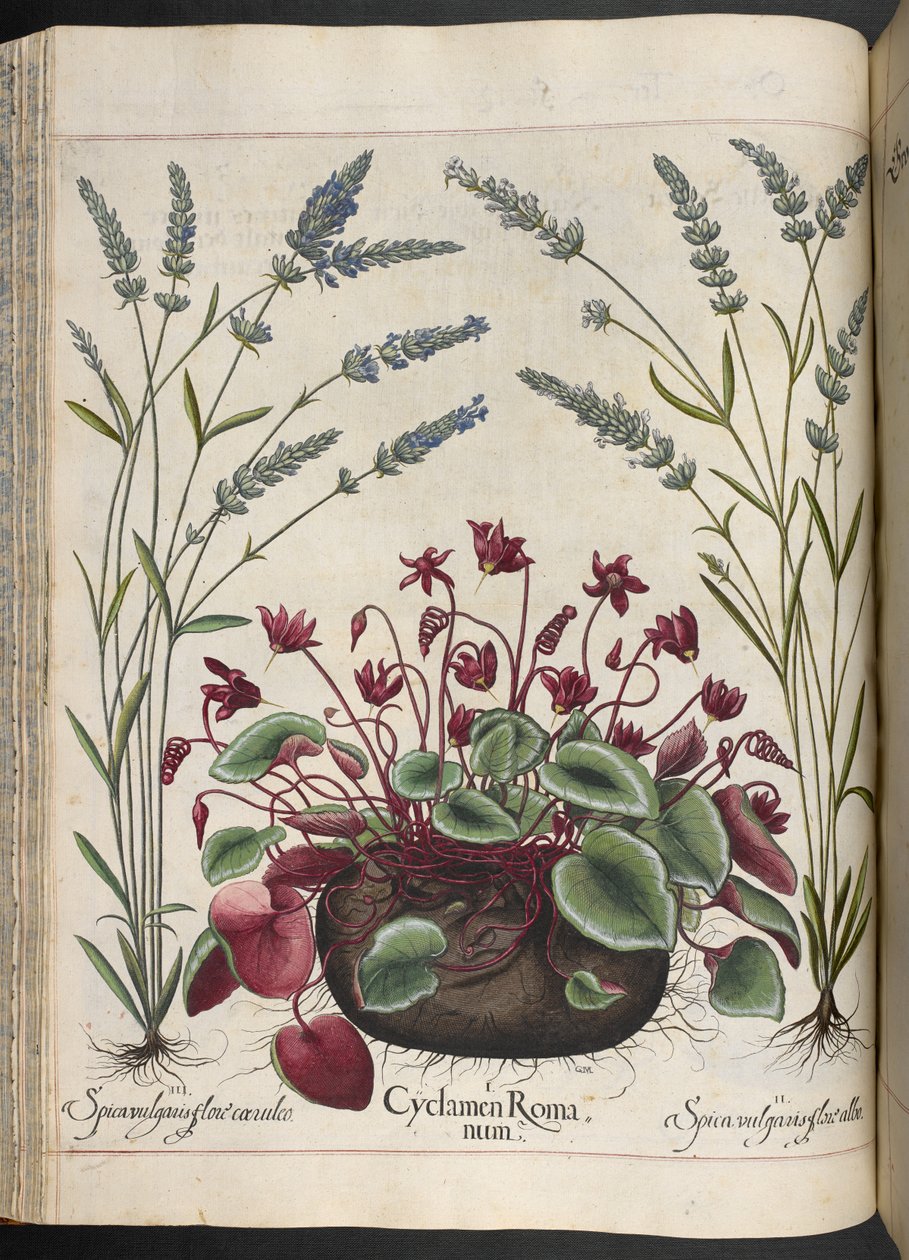 プレート 347: バシリウス ベスラー作、Hortus Eystettensis からの Cyclamen Romanum 作： バジル・ベスラー