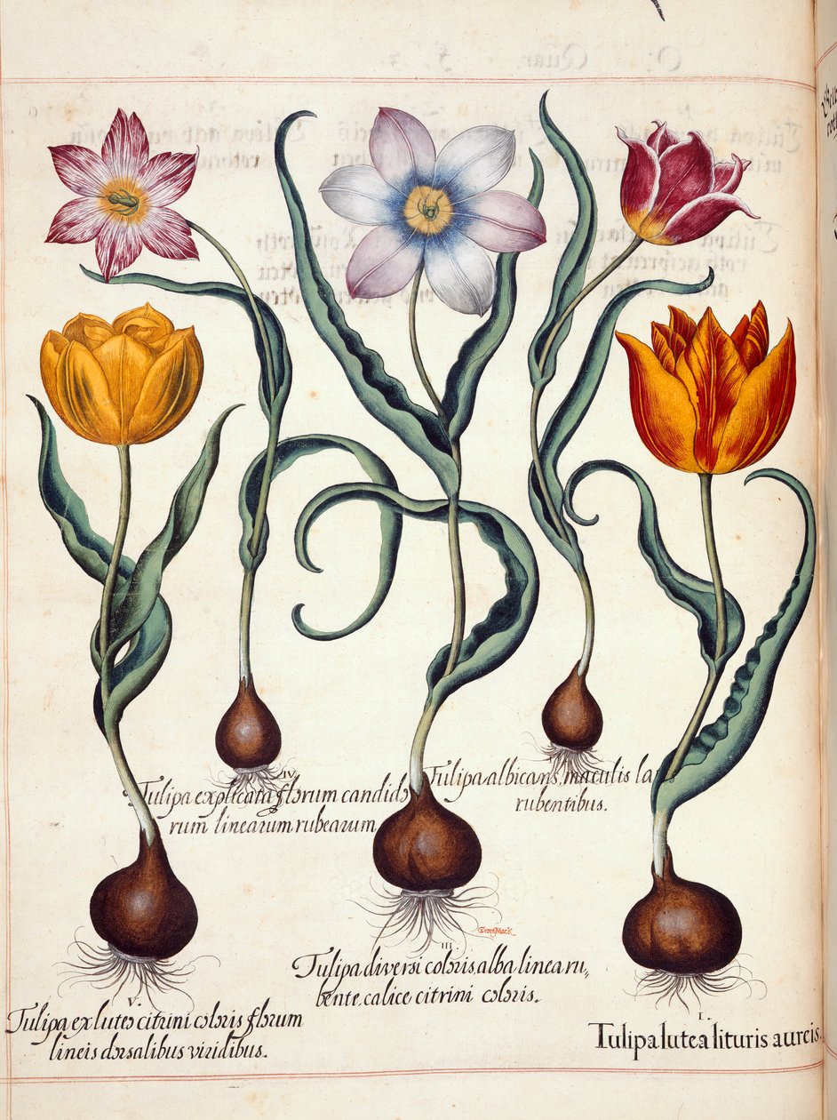 チューリップ、「Hortus Eystettensis」より 作： バジル・ベスラー