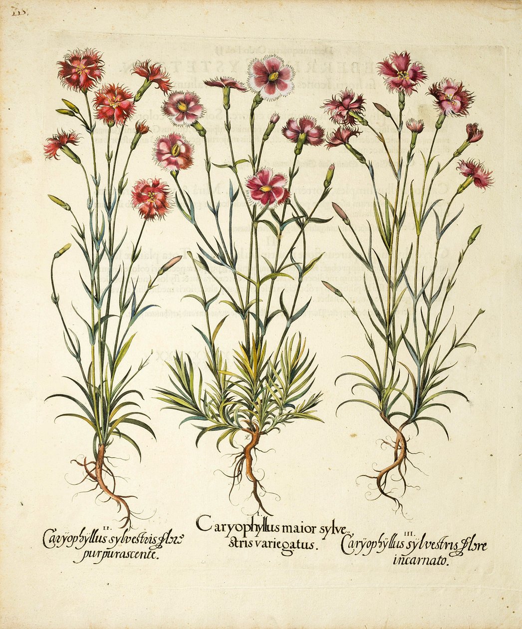 Hortus Eystettensis、1613年に発表されたCaryophyllus Sylvestrisの品種 作： バジル・ベスラー