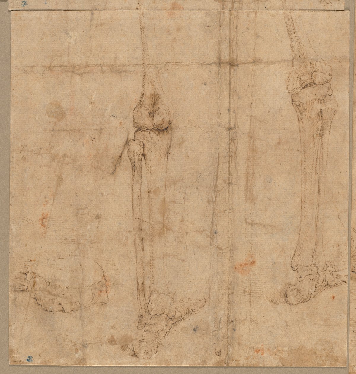 1540年代初頭のスケルトンの下半分。 作： バティスタ・フランコ