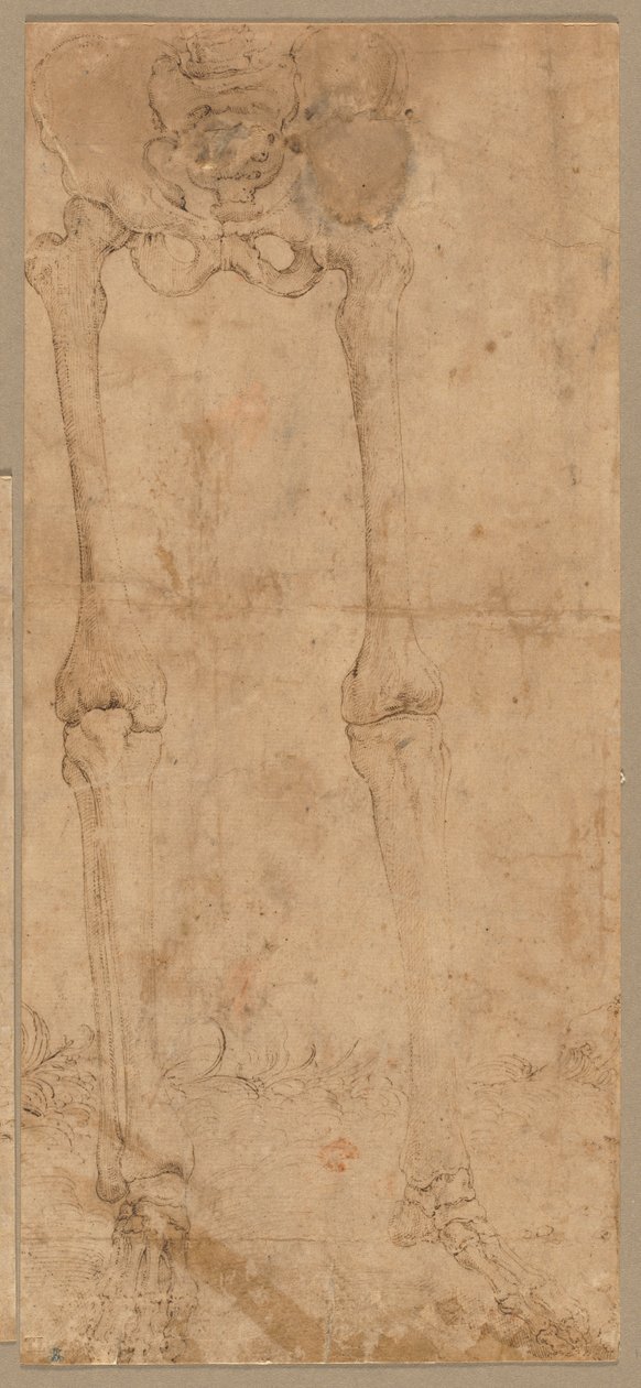 1540年代初頭、正面からスケルトンの下半分。 作： バティスタ・フランコ