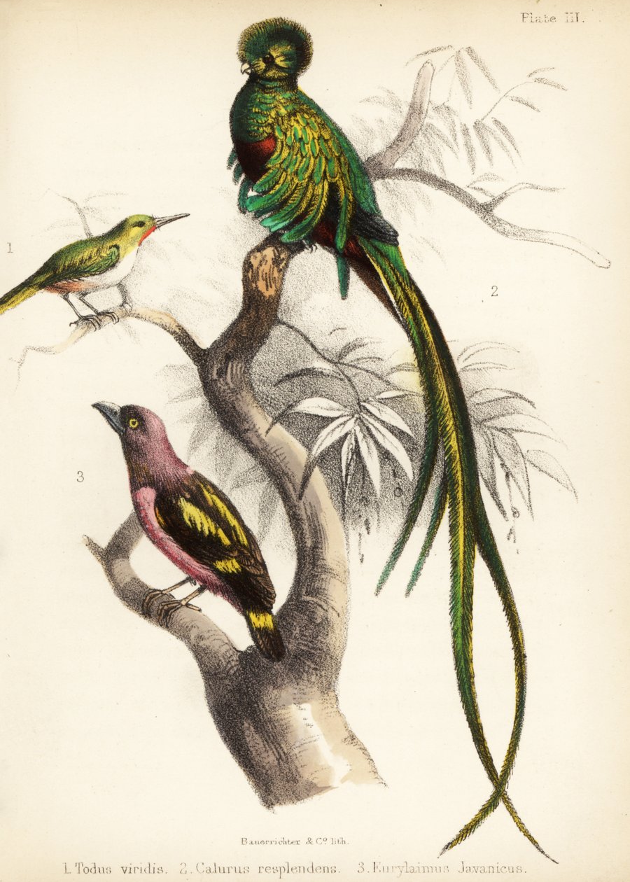 ジャマイカのトウディ、輝くケツァール、縞模様のヒロハシ。 1855年（リトグラフ） 作： ビルダージャッジ