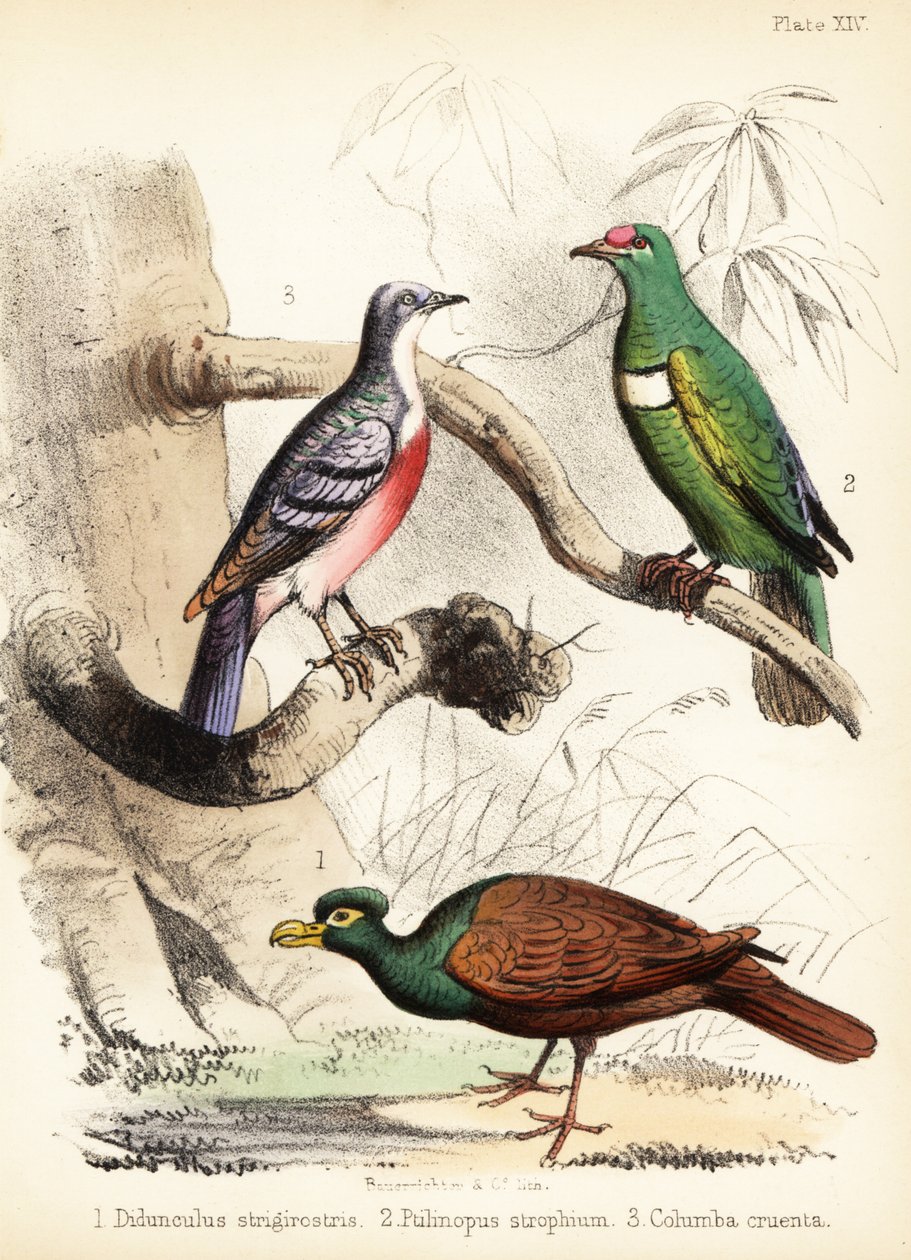 ハトハト、シロビブド フルーツ ハト、ルソン出血 1855 年 (リトグラフ) 作： ビルダージャッジ