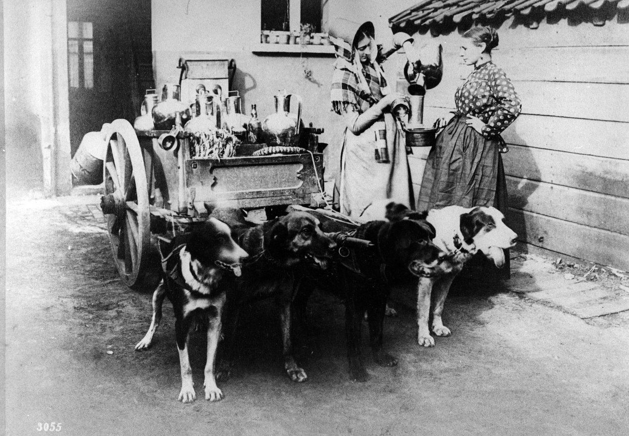 ブリュッセルで牛乳を売るドッグカート、1890年代頃 作： ベルギーの写真家