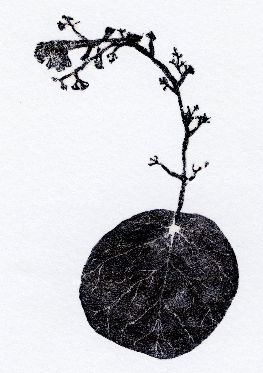 苔の葉、2014年（木版画、紙にコラージュ） 作： ベラ・ラーソン