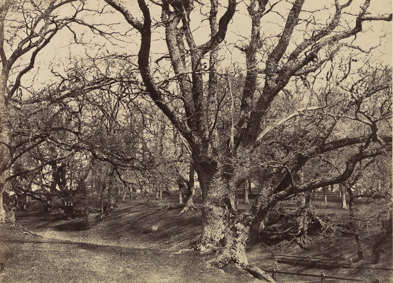 ペッパーハロー公園、サリー、1852-54。 作： ベンジャミン・ブレックネル・ターナー