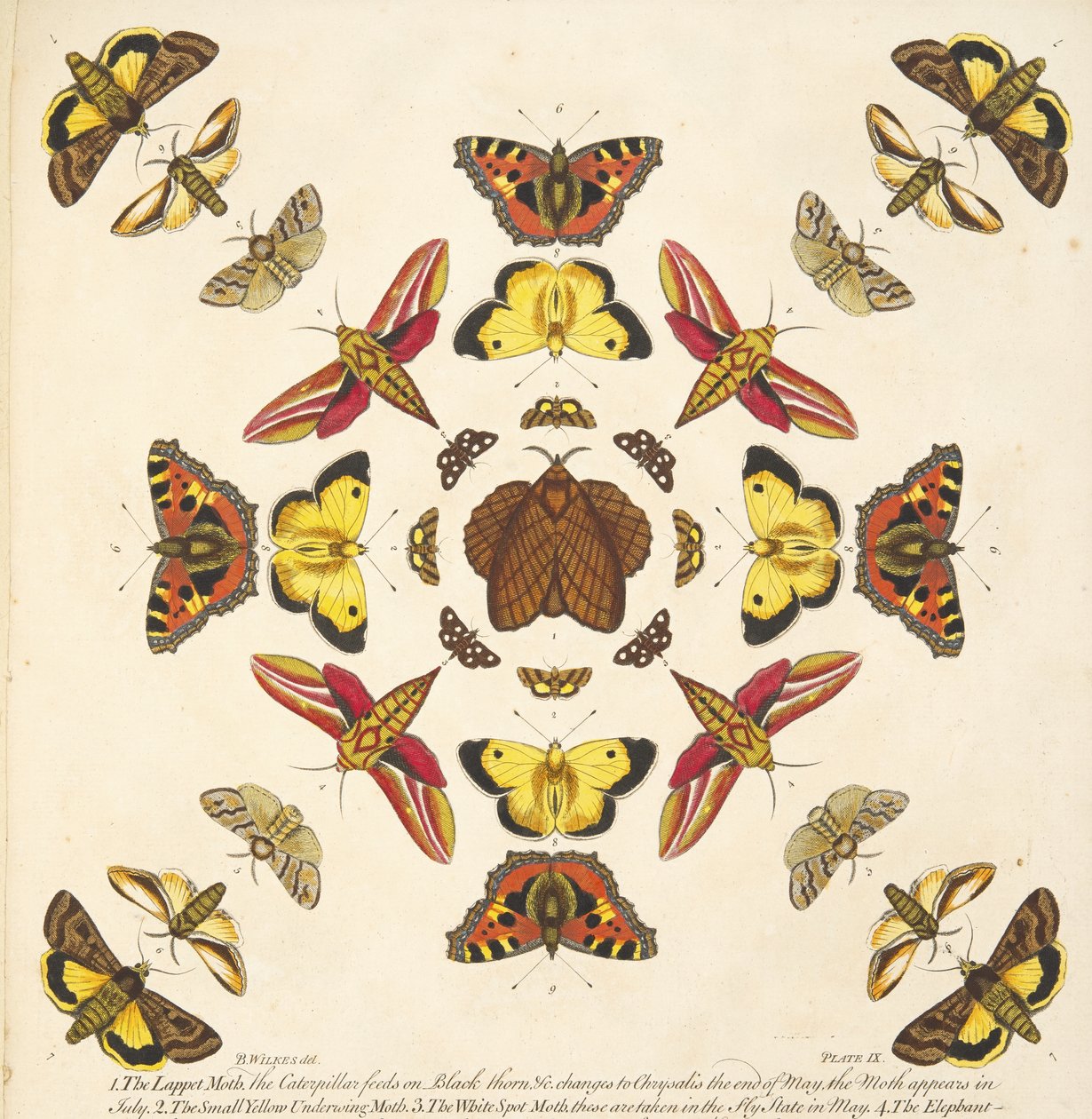 A Rare Depiction of Butterflies and Moths（蝶と蛾の貴重な描写）』（1764年）のプレートIXの詳細。1764年、手彩色のエングレーヴィング 作： ベンジャミン・ウィルクス