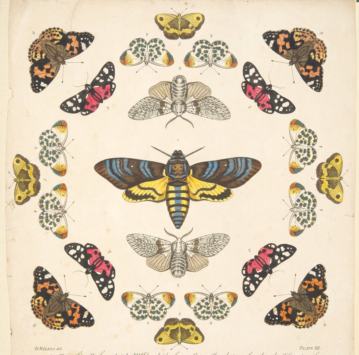 A Rare Depiction of Butterflies and Moths（蝶と蛾の貴重な描写）』（1764年）のプレートXIIの詳細。1764年、手彩色のエングレーヴィング 作： ベンジャミン・ウィルクス