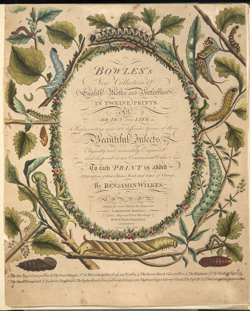 蝶と蛾の珍しい描写、パブからの口絵。 1764（手描きの彫刻） 作： ベンジャミン・ウィルクス