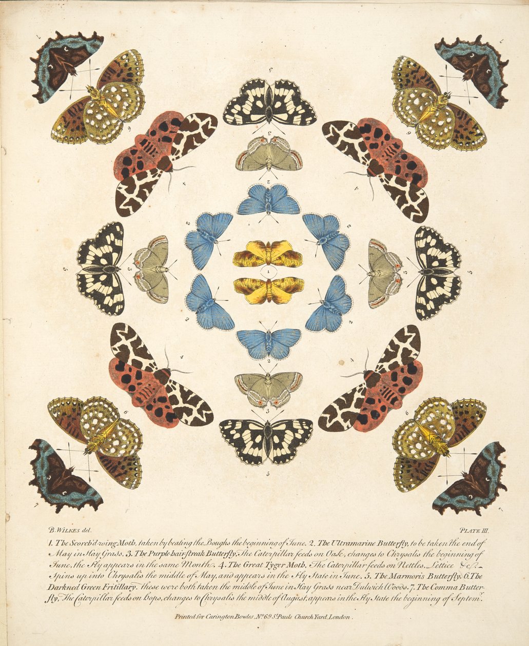 プレートIII、蝶と蛾の珍しい描写、パブ。 1764（手描きの彫刻） 作： ベンジャミン・ウィルクス