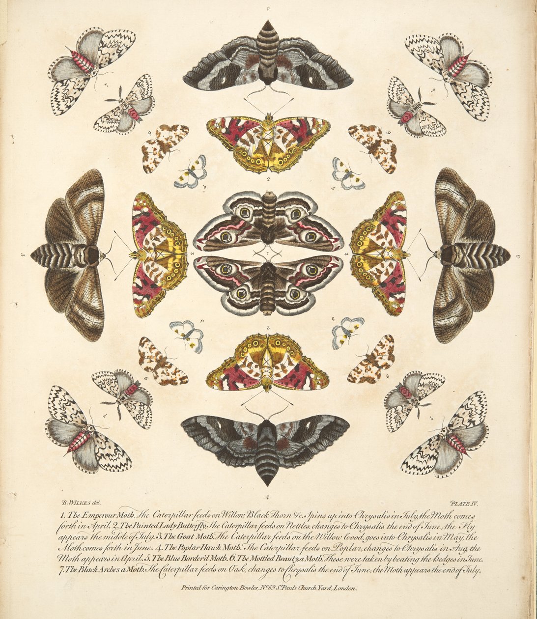 プレートIV、蝶と蛾の珍しい描写、パブ。 1764（手描きの彫刻） 作： ベンジャミン・ウィルクス