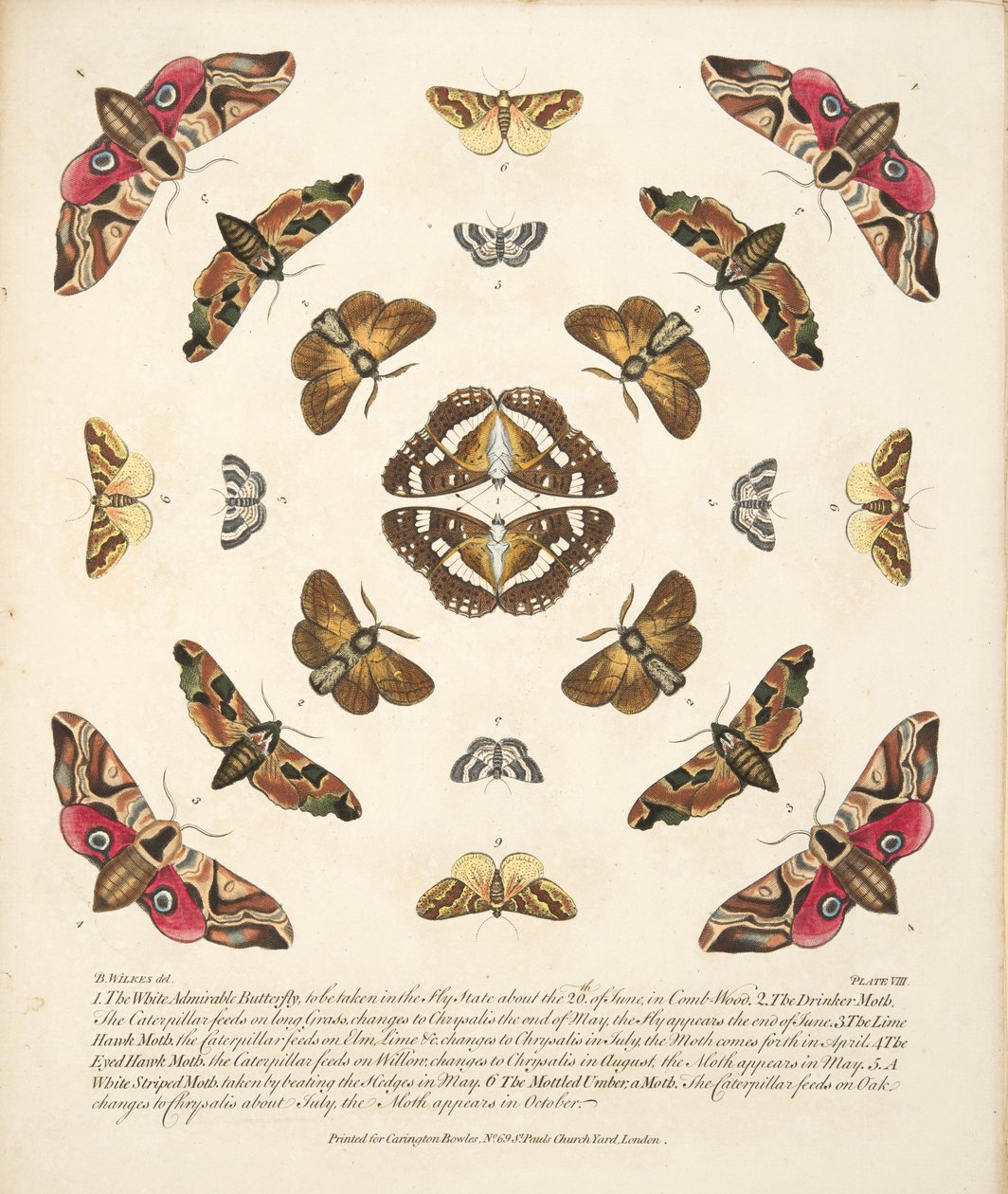 始祖蝶 Ancester's Butterfly 【肉筆絵画】 始祖蝶 Ancester's