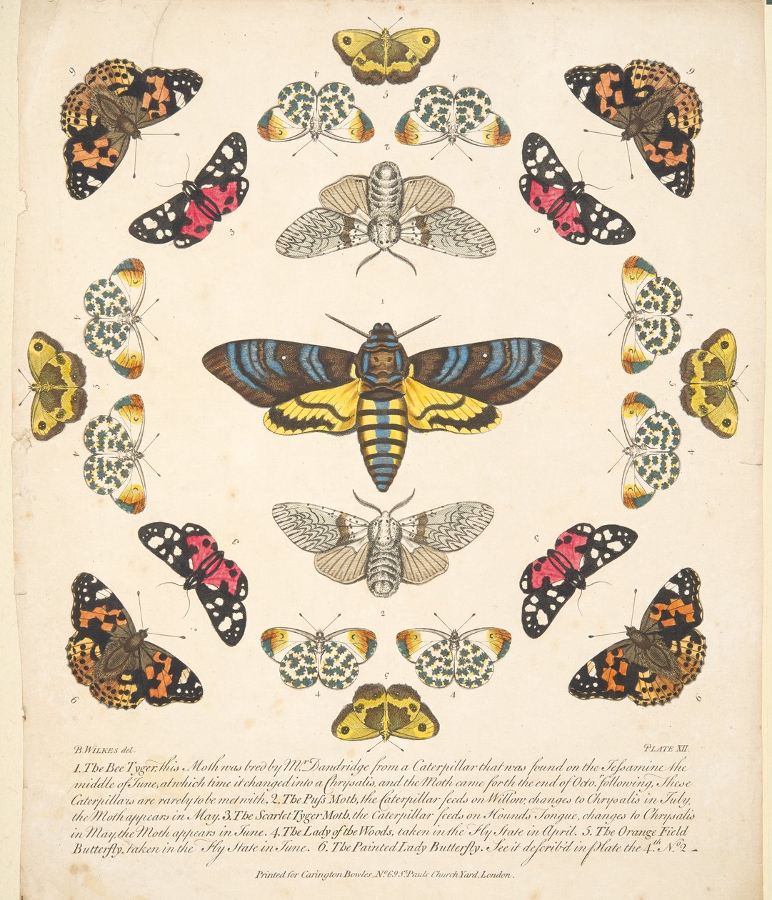 A Rare Depiction of Butterflies and Moths（蝶と蛾の珍しい描写）』のプレートXII。1764年に出版された手彩色のエングレーヴィング 作： ベンジャミン・ウィルクス