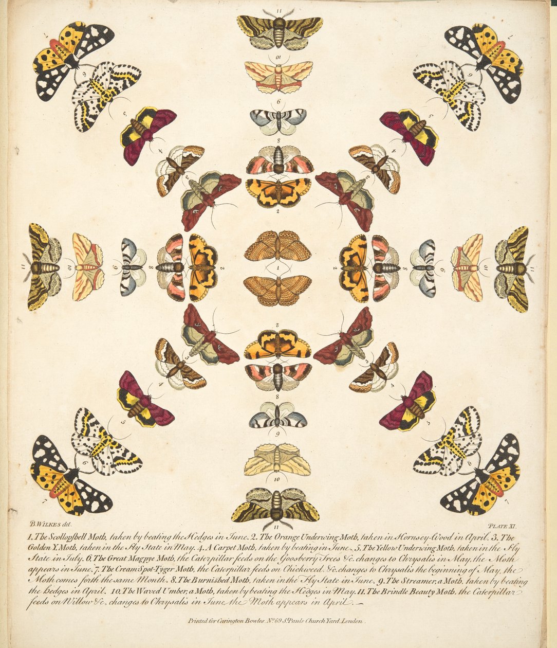 プレートXI、蝶と蛾の珍しい描写、パブから。 1764（手描きの彫刻） 作： ベンジャミン・ウィルクス