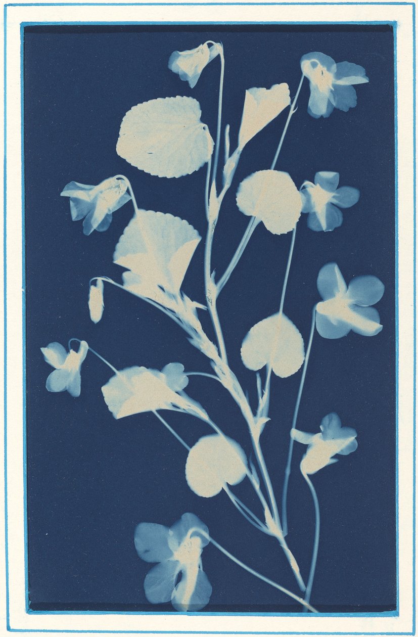 無題、c。 1900年。 作： Bertha Evelyn Jacques