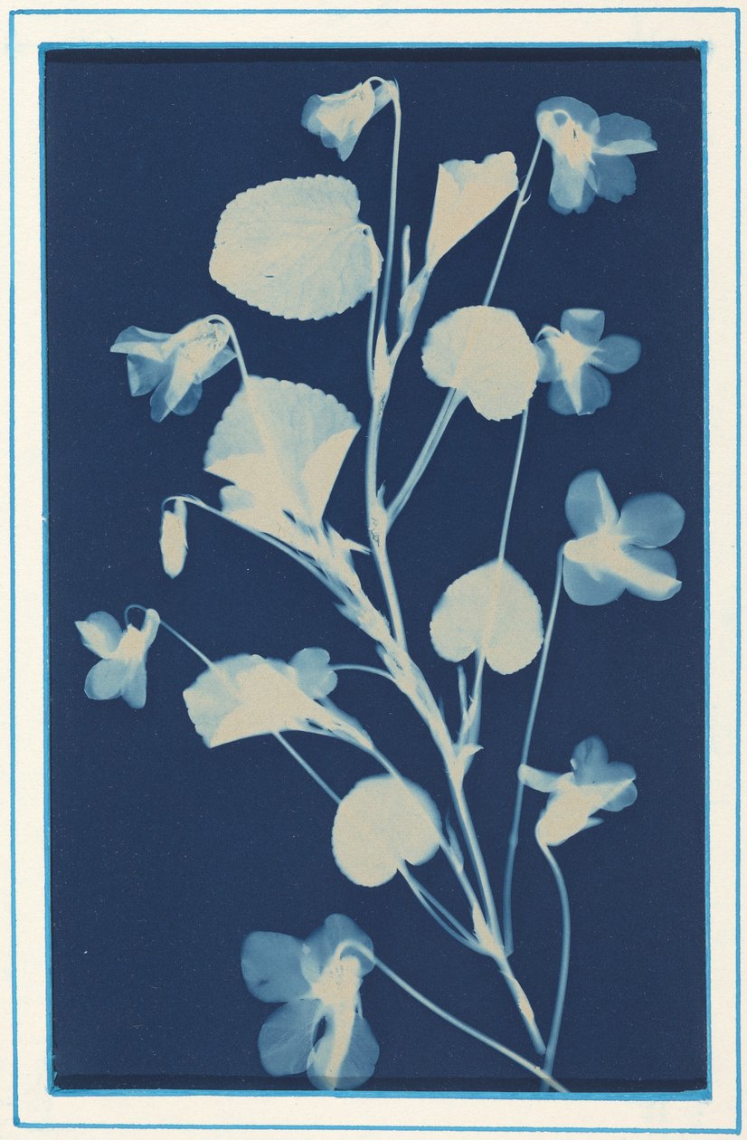 無題,c.1900年（写真） 作： バーサ・ジャック