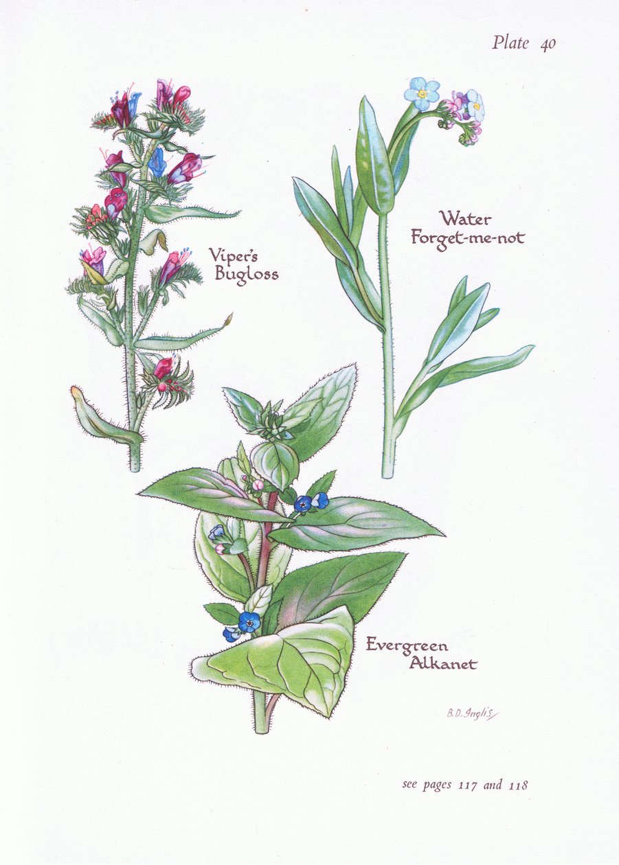 Evergreen Alkanet、Vipers Bugloss、Water Forget-Me-Not、1951 作： ベッシー・D・イングリス