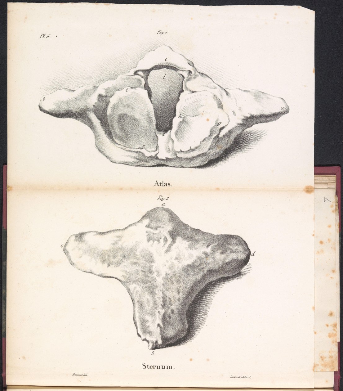クジラのアトラスと胸骨、1827年 Atlas / Sternum (オブジェクトのタイトル) 作： ボシュエ