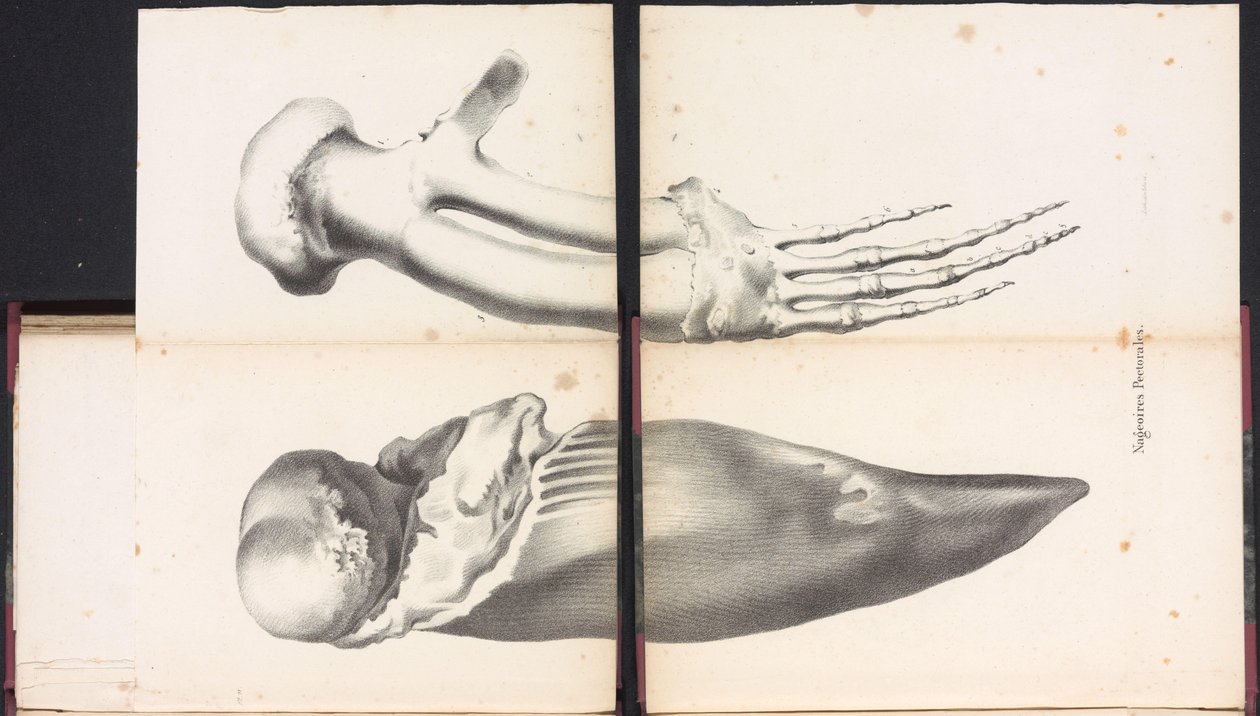 クジラの胸びれ、1827年 Nageoires Pectorales (オブジェクトのタイトル) 作： ボシュエ