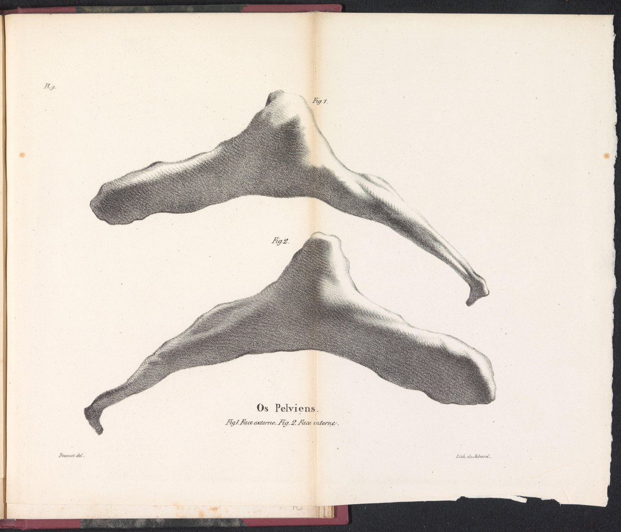 クジラの腰骨、1827年 Os Pelviens (オブジェクトのタイトル) 作： ボシュエ